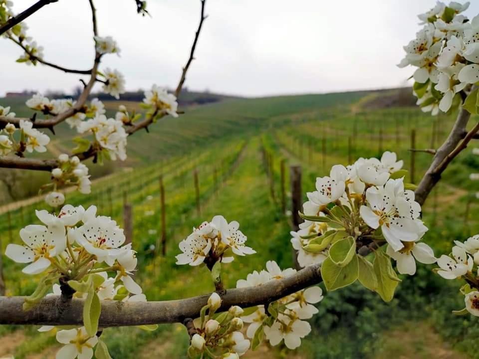 Cascina Valtignosa Camere Con Vigna Cassine Exterior photo